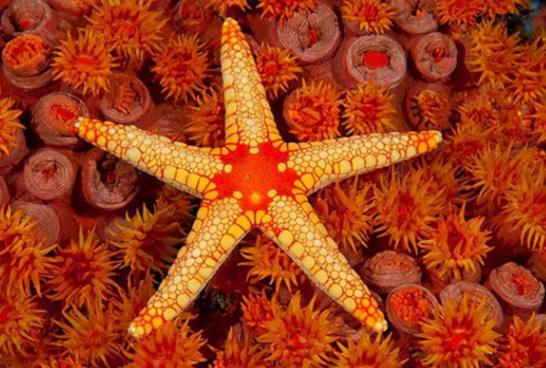 神奇海洋2026年1月10日答案：哪种海洋动物以