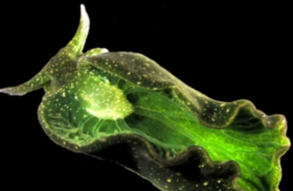 神奇海洋2026年1月11日答案：哪种海洋生物通过摄食获得光合作用的能力?