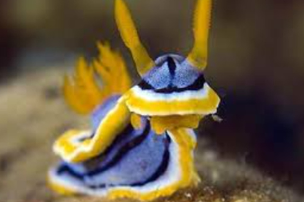 神奇海洋2026年2月28日答案:海兔头上长长的“触角”是它的?