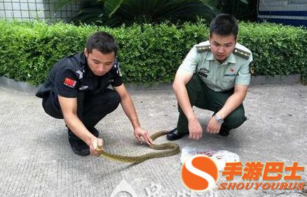 鸡窝惊现13颗蛇蛋 大青蛇“借窝”产子母鸡很无奈