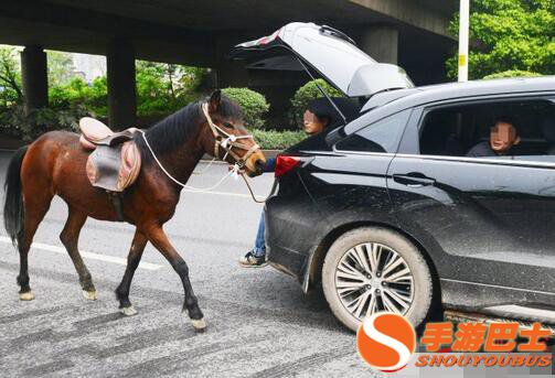 街头,开车,遛马