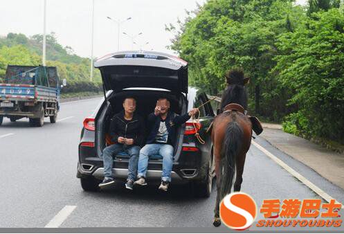 街头,开车,遛马