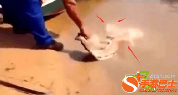 男子把一条死鱼插在河滩上 出现了这一幕！