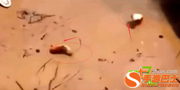 男子把一条死鱼插在河滩上 出现了这一幕！