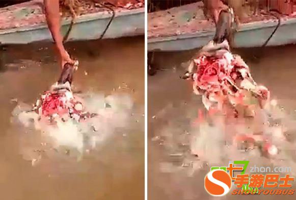 男子把一条死鱼插在河滩上 出现了这一幕！