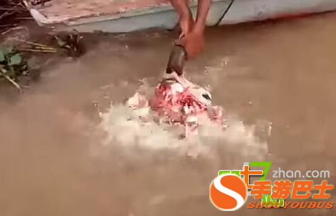 男子把一条死鱼插在河滩上 出现了这一幕！