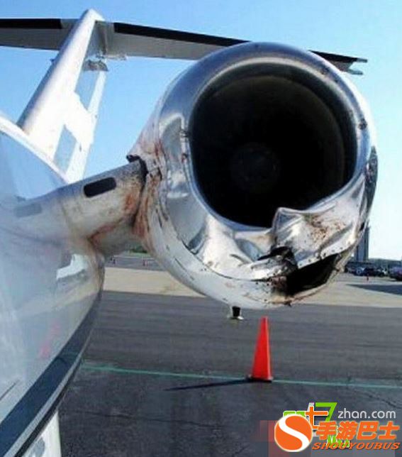 一只鸟有多大威力？看完你会吓出一身冷汗