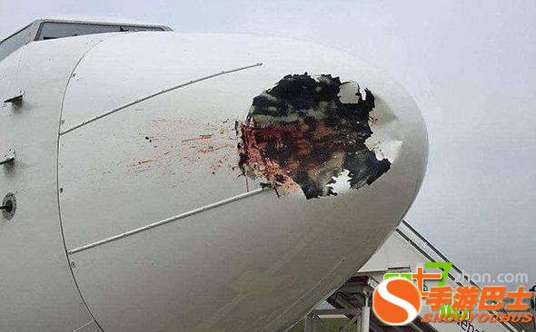 一只鸟有多大威力？看完你会吓出一身冷汗