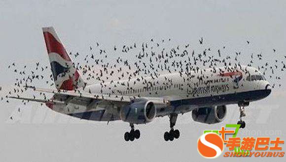 一只鸟有多大威力？看完你会吓出一身冷汗