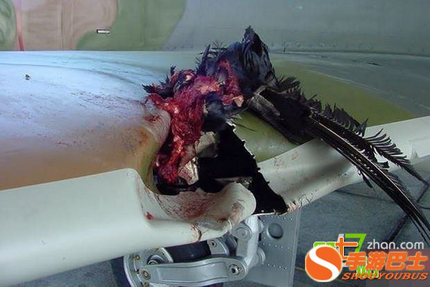 一只鸟有多大威力？看完你会吓出一身冷汗