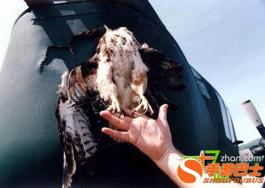 一只鸟有多大威力？看完你会吓出一身冷汗