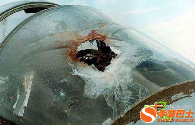 一只鸟有多大威力？看完你会吓出一身冷汗