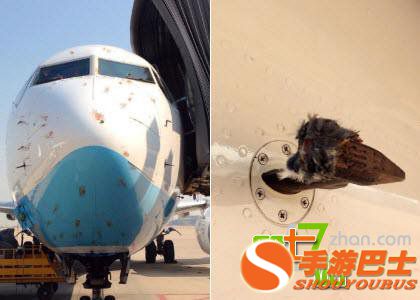 一只鸟有多大威力？看完你会吓出一身冷汗