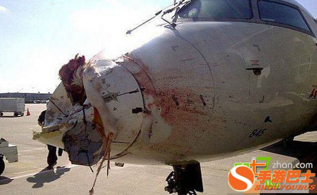 一只鸟有多大威力？看完你会吓出一身冷汗