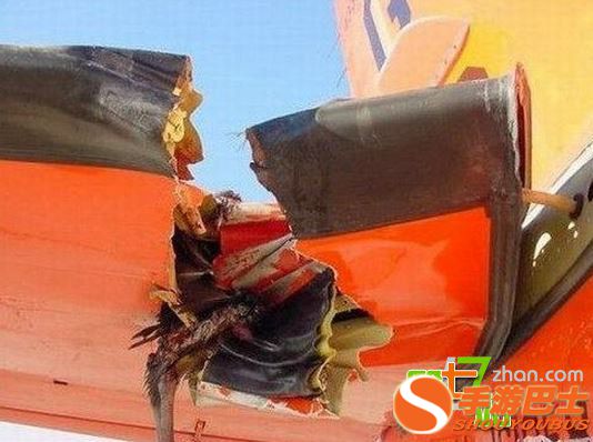 一只鸟有多大威力？看完你会吓出一身冷汗