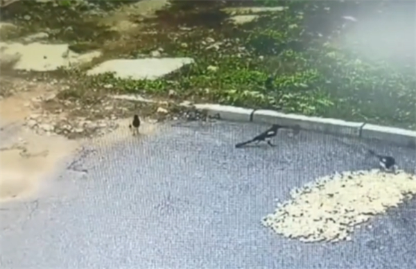 男子晒花生10分钟被鸟吃光