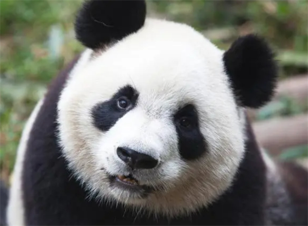 旅俄大熊猫丁丁幼崽长出了黑马甲